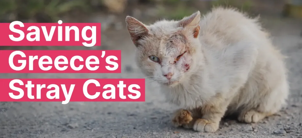 Saving Greece's Stray Cats