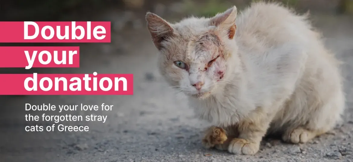 Saving Greece's Stray Cats